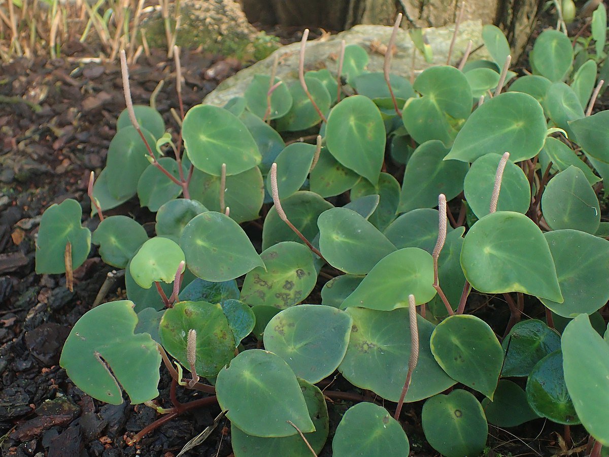 Пеперомия angulata