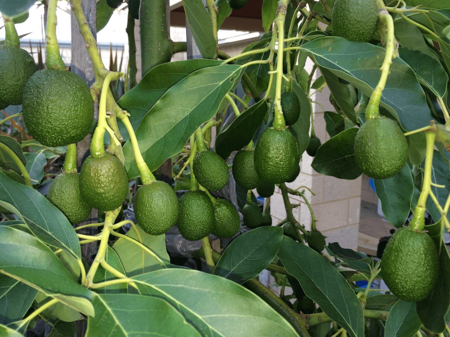 Какое вырастает авокадо. Авокадо дерево. Авокадо куст. Высота авокадо. Авокадо растение дерево.