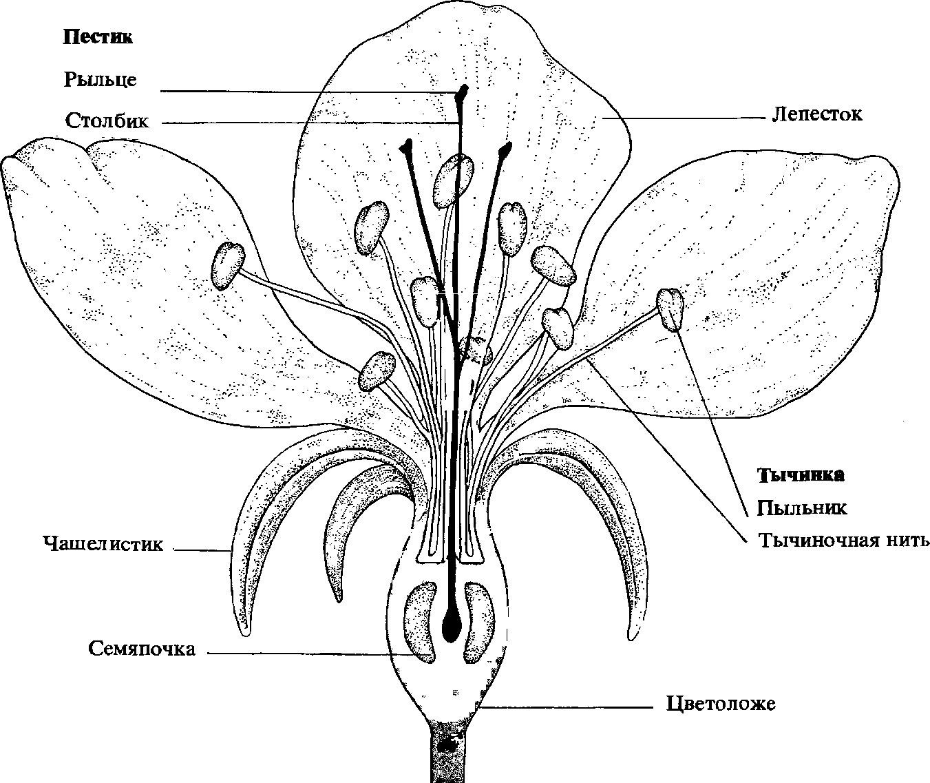 Тип околоцветника у яблони. Строение цветка яблони биология 6 класс схема. Строение цветка яблони биология схема. Строение тычинки цветка яблони. Строение цветков яблони.