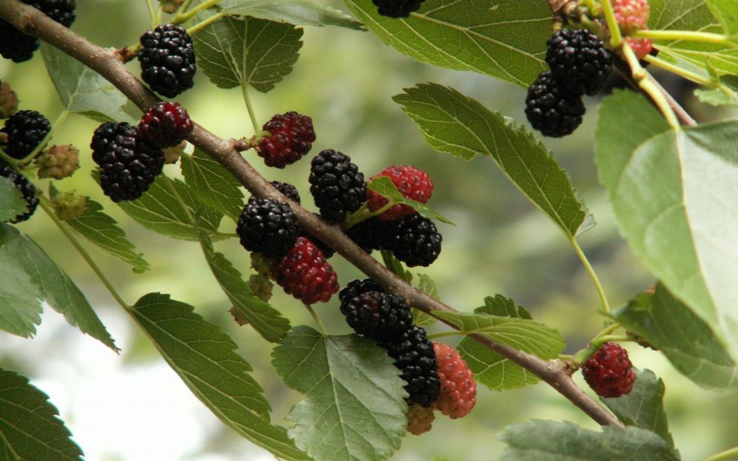 Шелковица в новосибирске. Mulberry шелковица. Тутовник шелковица. Тутовник шелковица ягода.