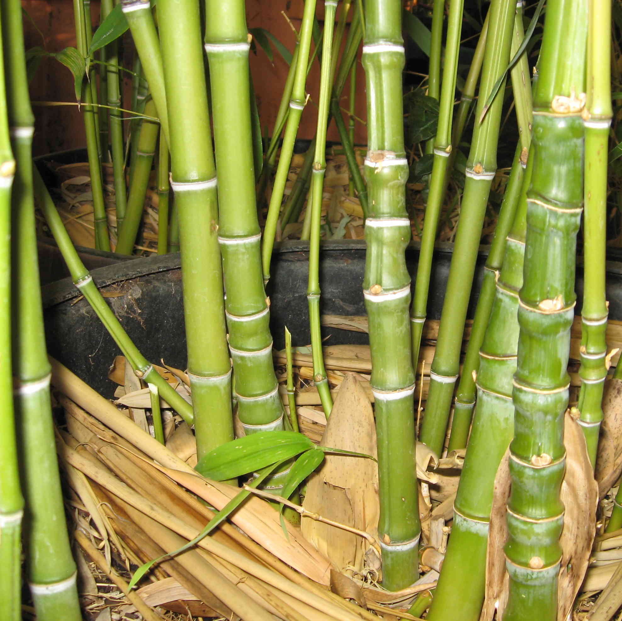 Бамбук в среднем вырастает. Драцена бамбук. Комнатный бамбук Драцена Сандера. Монастырский бамбук. Бамбук Аурея.
