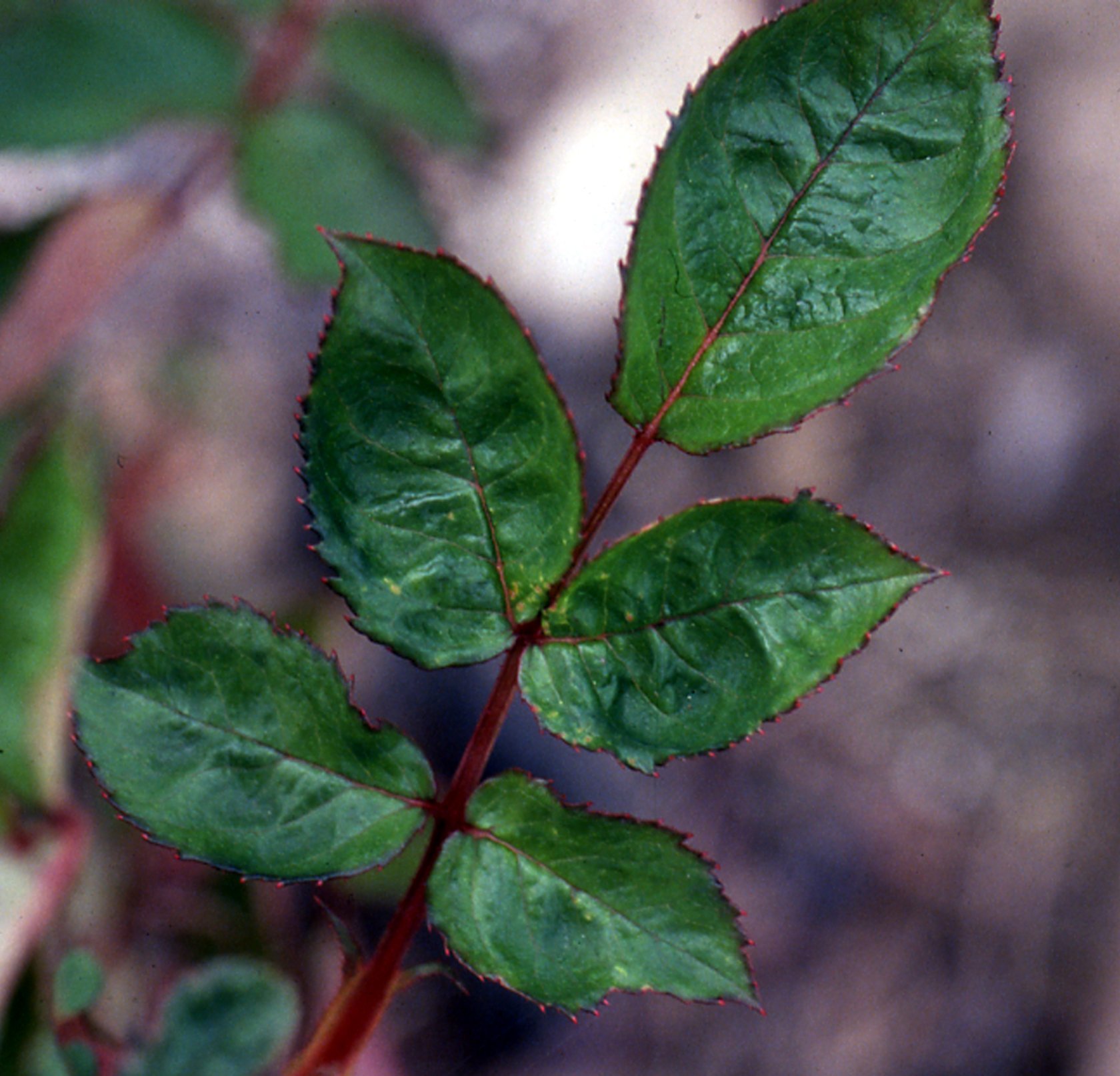 Листья шиповника без стебельков — Зеленый микс, 10 шт.