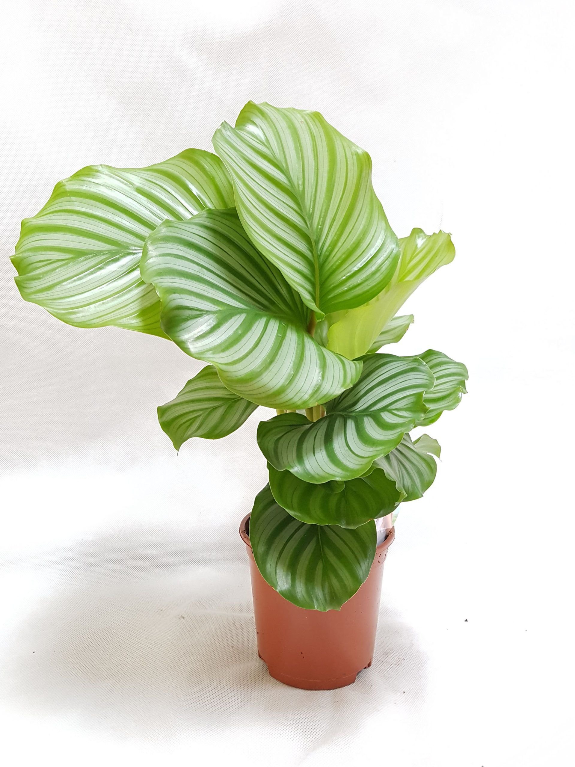 Calathea орбифолия