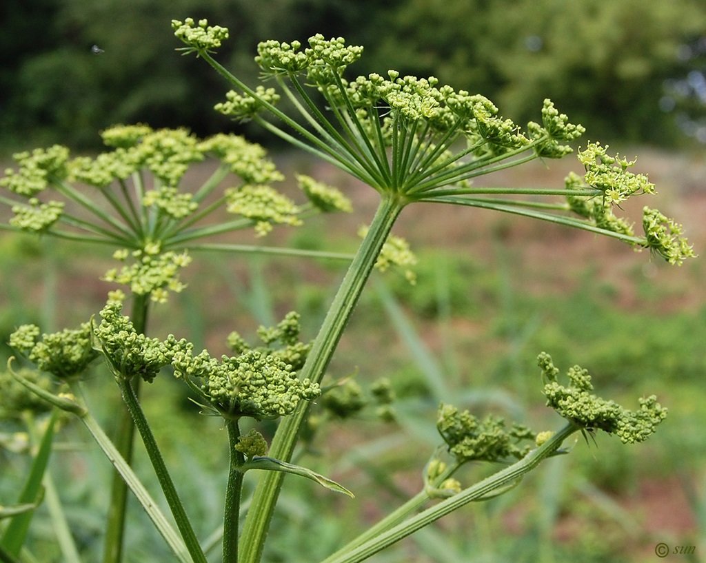 Борщевик Сибирский. Борщевик ядовитое растение. Heracleum борщевик. Борщевик Сибирский зонтичные.