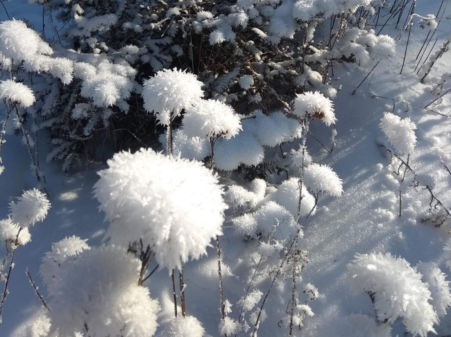 Снежок многолетние цветы под снегом