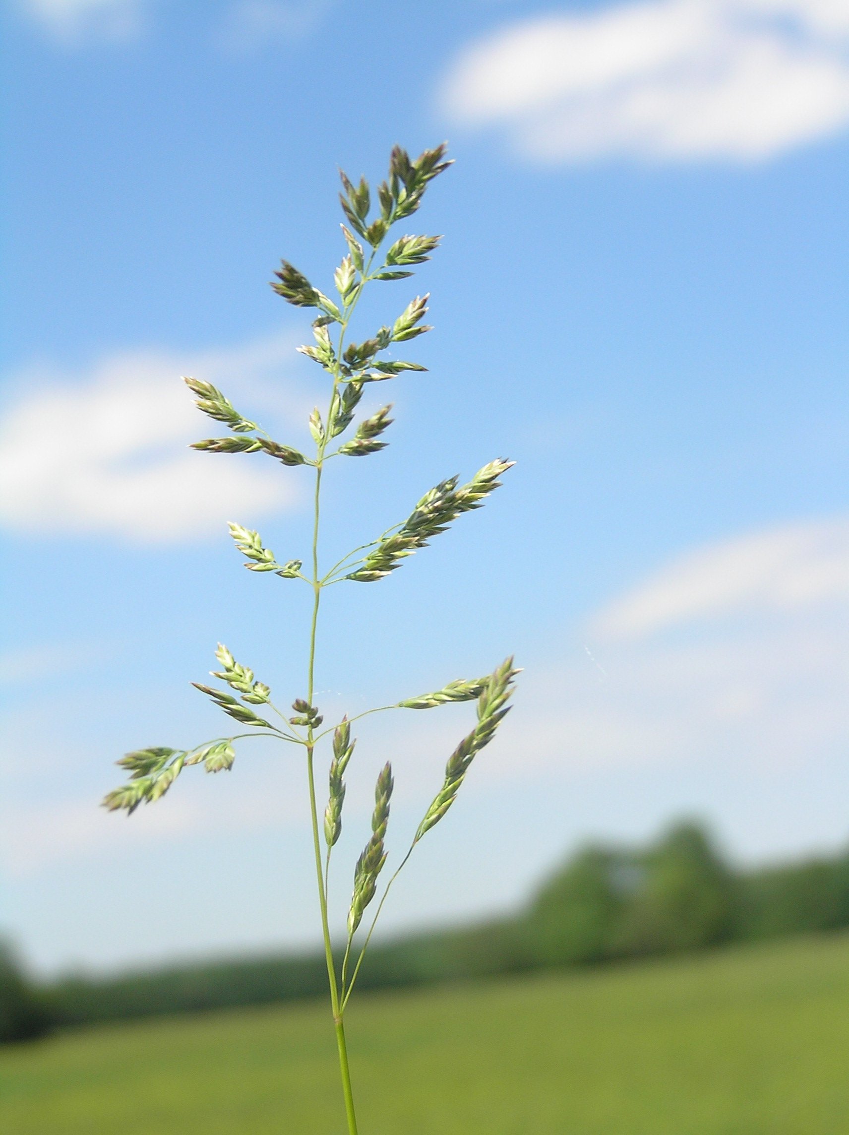 Посев мятлика. Мятлик Луговой (POA pratensis). Мятлик Луговой (POA praténsis),. POA pratensis l. – мятлик Луговой. Мятлик бульбоносный.