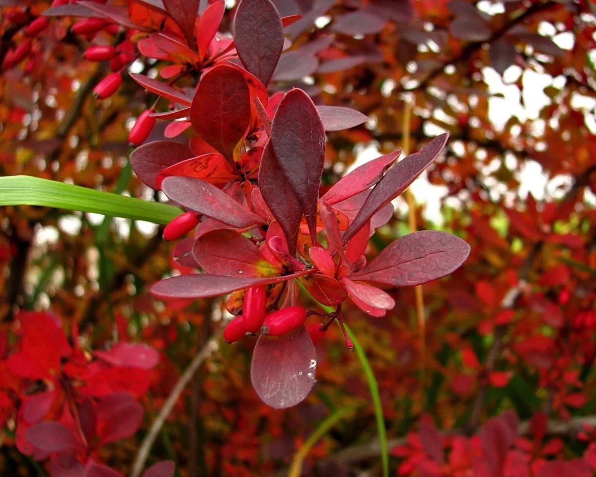 Листья барбариса