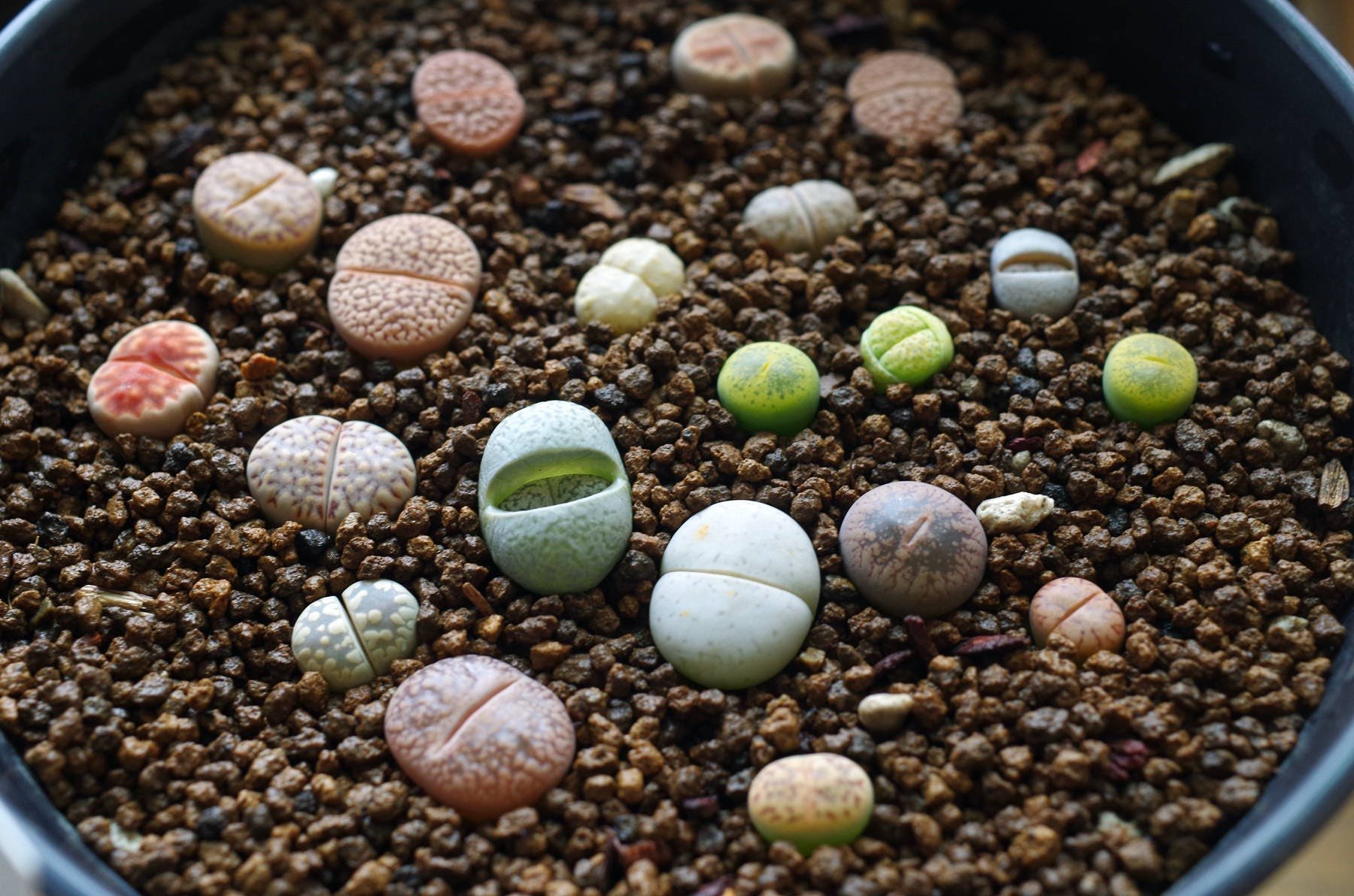 Выращивание живых камней. Гавриш Литопс живые камни. Литопс гесинария. Литопсы микс семена. Литопсы живые камни семена.