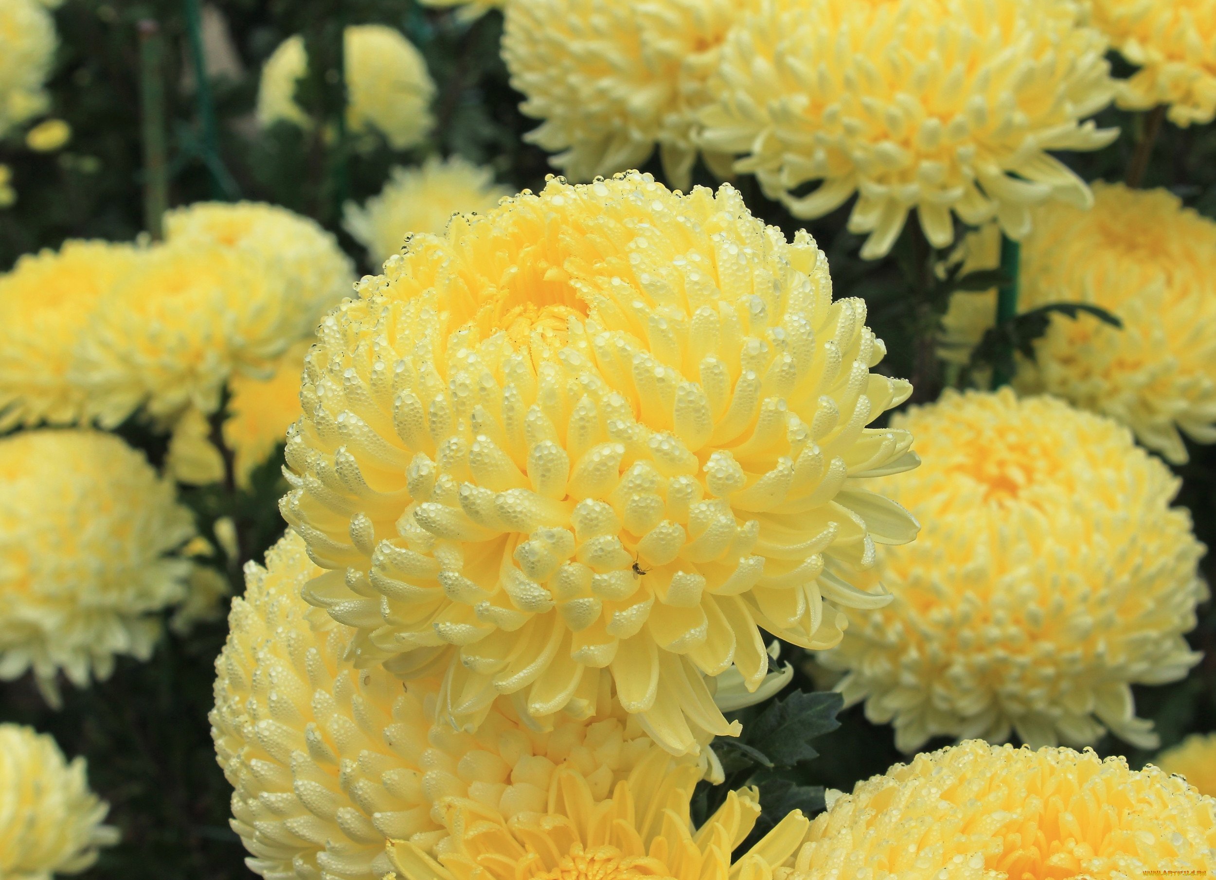 Хризантема Chrysanthemum