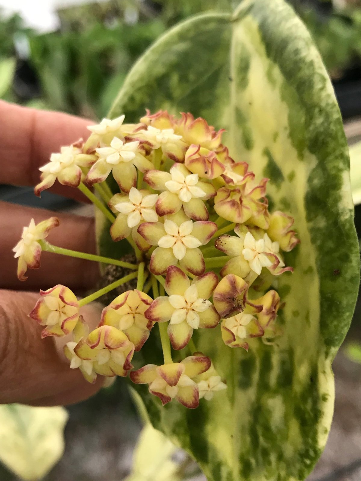 Hoya incrassata Eclipse