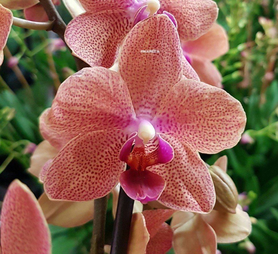 Сансет Лав Орхидея