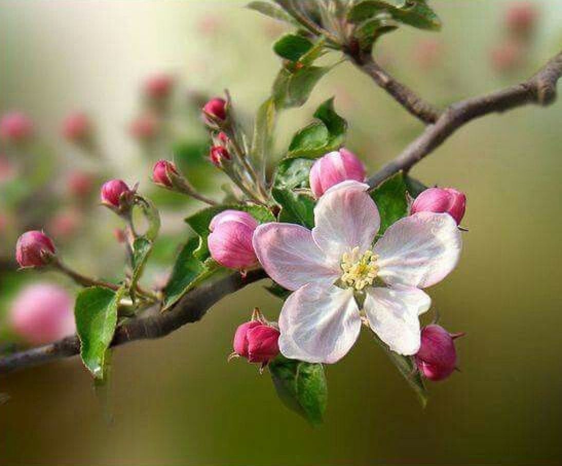 Яблоневый цвет юность на заре. Цветущая Яблоневая ветка. Ветка цветущей яблони. Яблони в цвету. Ветка зацветаюшей яблони.