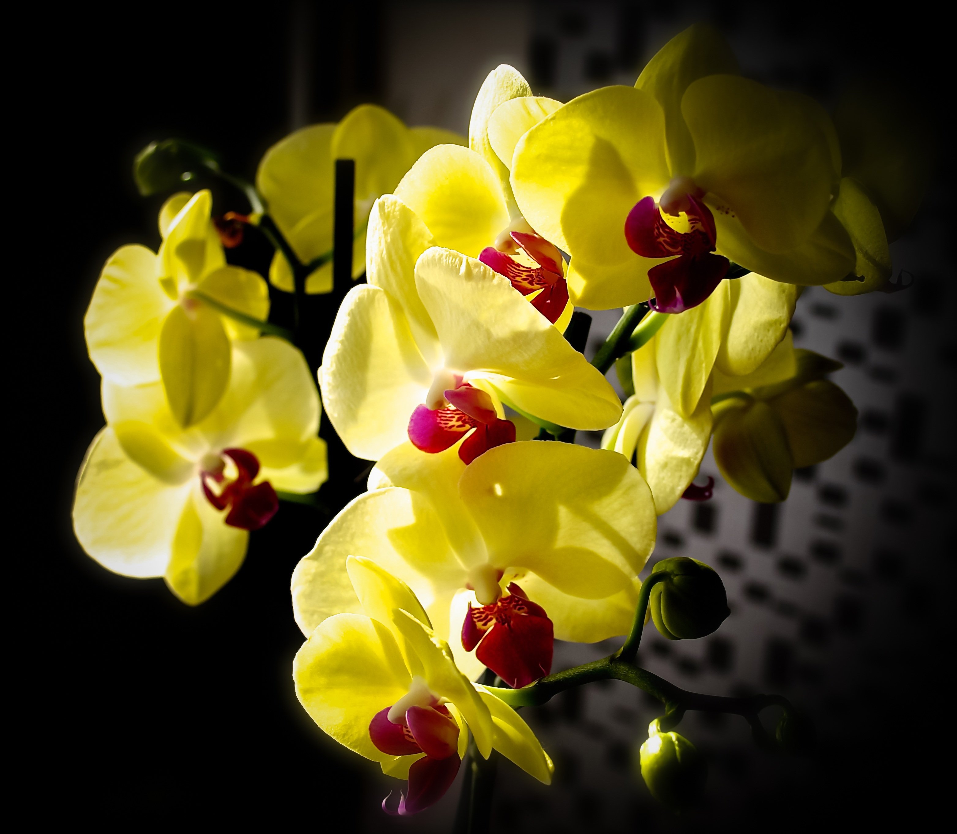 орхидея желтого цвета фото