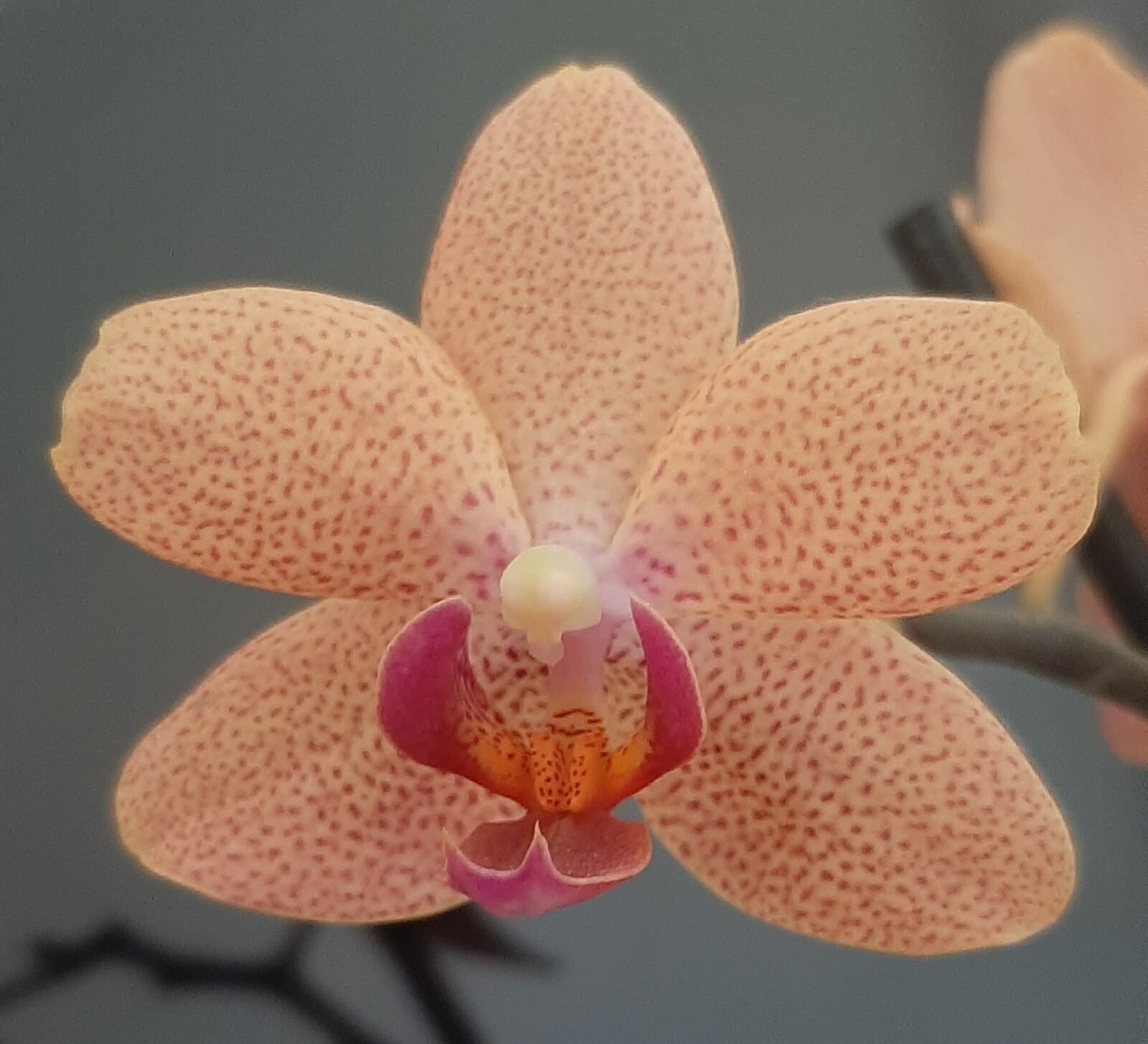 Сансет Лав Орхидея