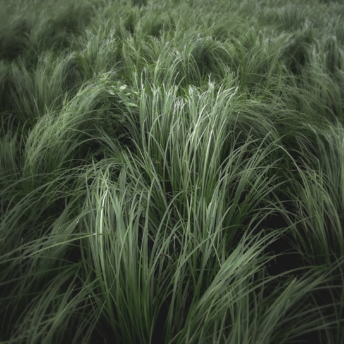 Сарда трава