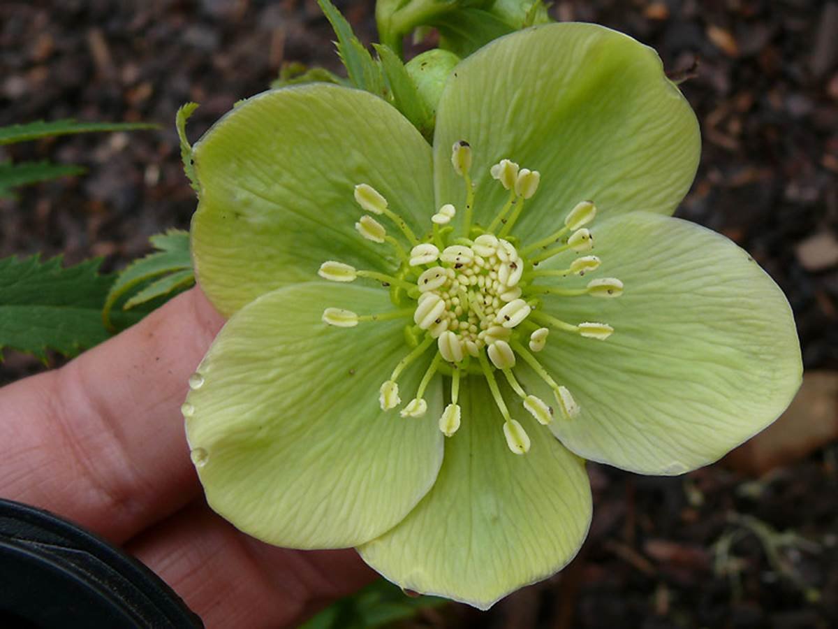 Цветы морозник. Морозник (геллеборус, Helleborus). Морозник (Helleborus). Helleborus argutifolius морозник. Морозник (геллеборус) черный.