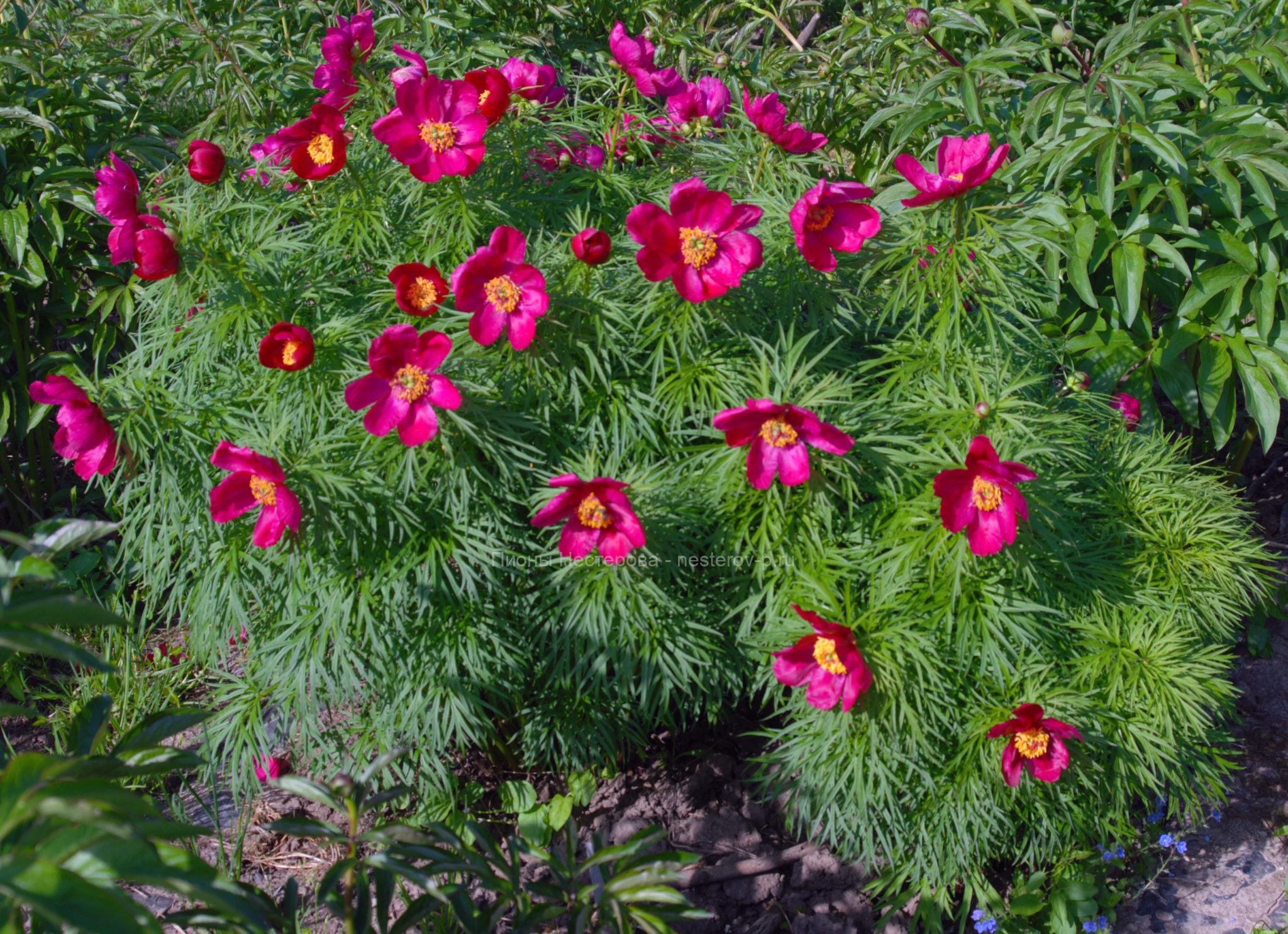 Марья коренья. Пион уклоняющийся (Paeonia anomala). Пион уклоняющийся, Марьин корень - Paeonia anomala l.. Пион видовой Марьин корень. Пион узколистный Марьин корень.