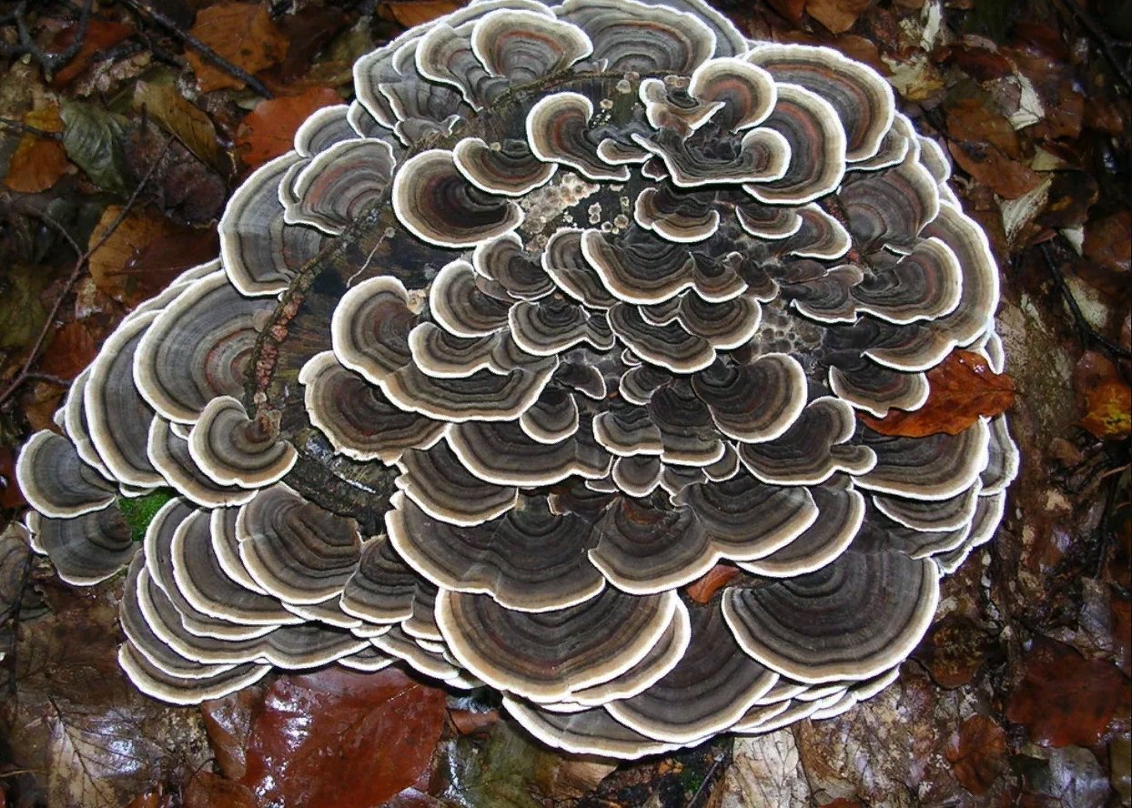 Кориолус вува. Трутовик Траметес. Траметес разноцветный (trametes versicolor). 21. Трутовик разноцветный – trametes versicolor. Трамета разноцветная гриб.