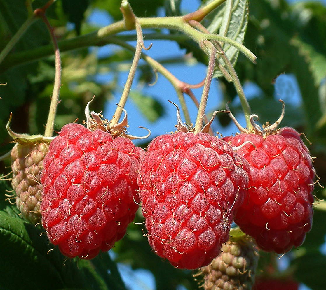 Большой куст малины. Малина Лесная -Rubus idaeus. Малина Fertodi. Кустарник малина для детей. Ветка малины.