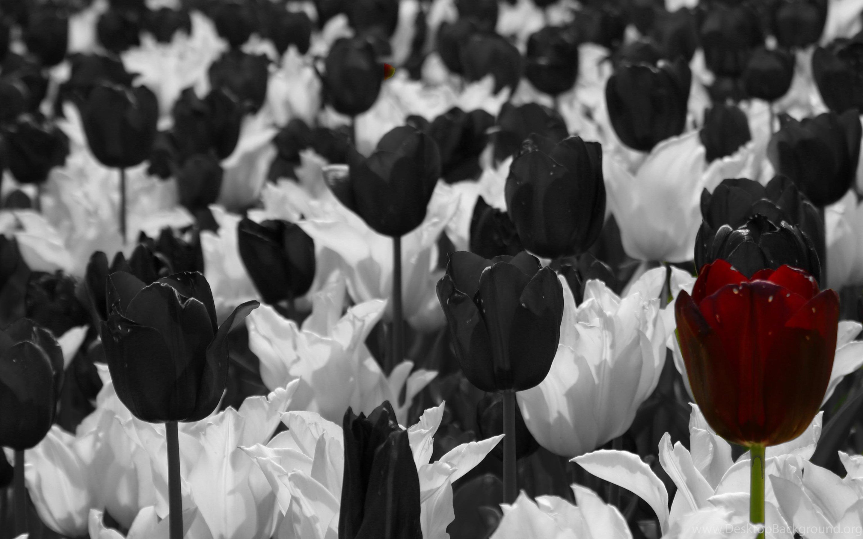 Цвет черный тюльпан. Тюльпан пол Ширер. Черный тюльпан. Тюльпан махровый поздний Блэк Хироу. Черные цветы.