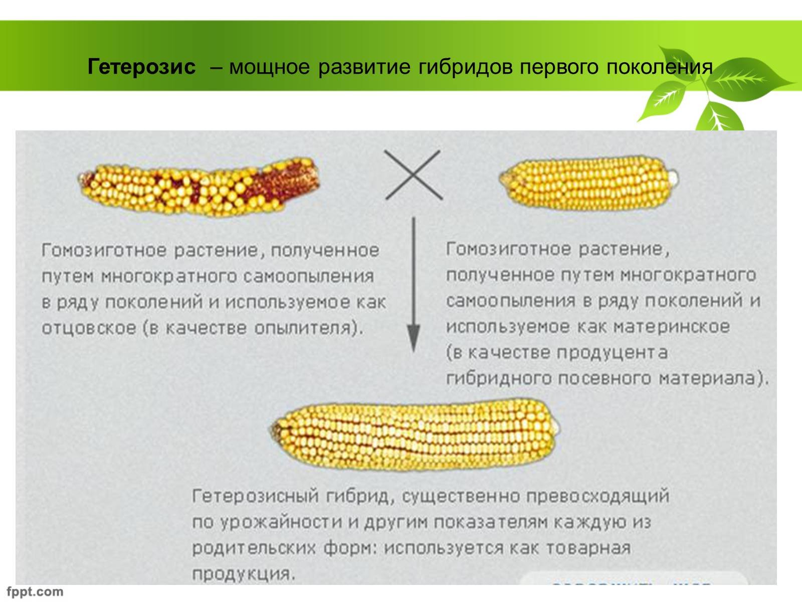 Что такое Гетерозис?