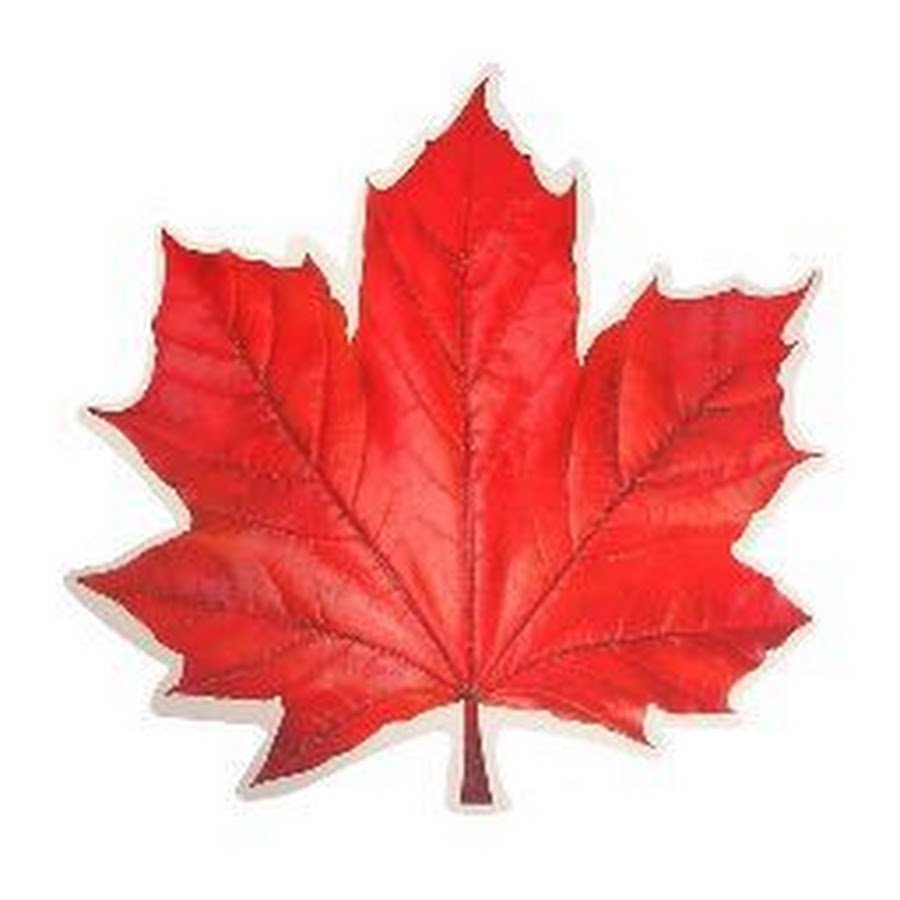 Разноцветный лист клена. Лист клена. Осенний листок. Красный кленовый лист. Красные осенние листья.