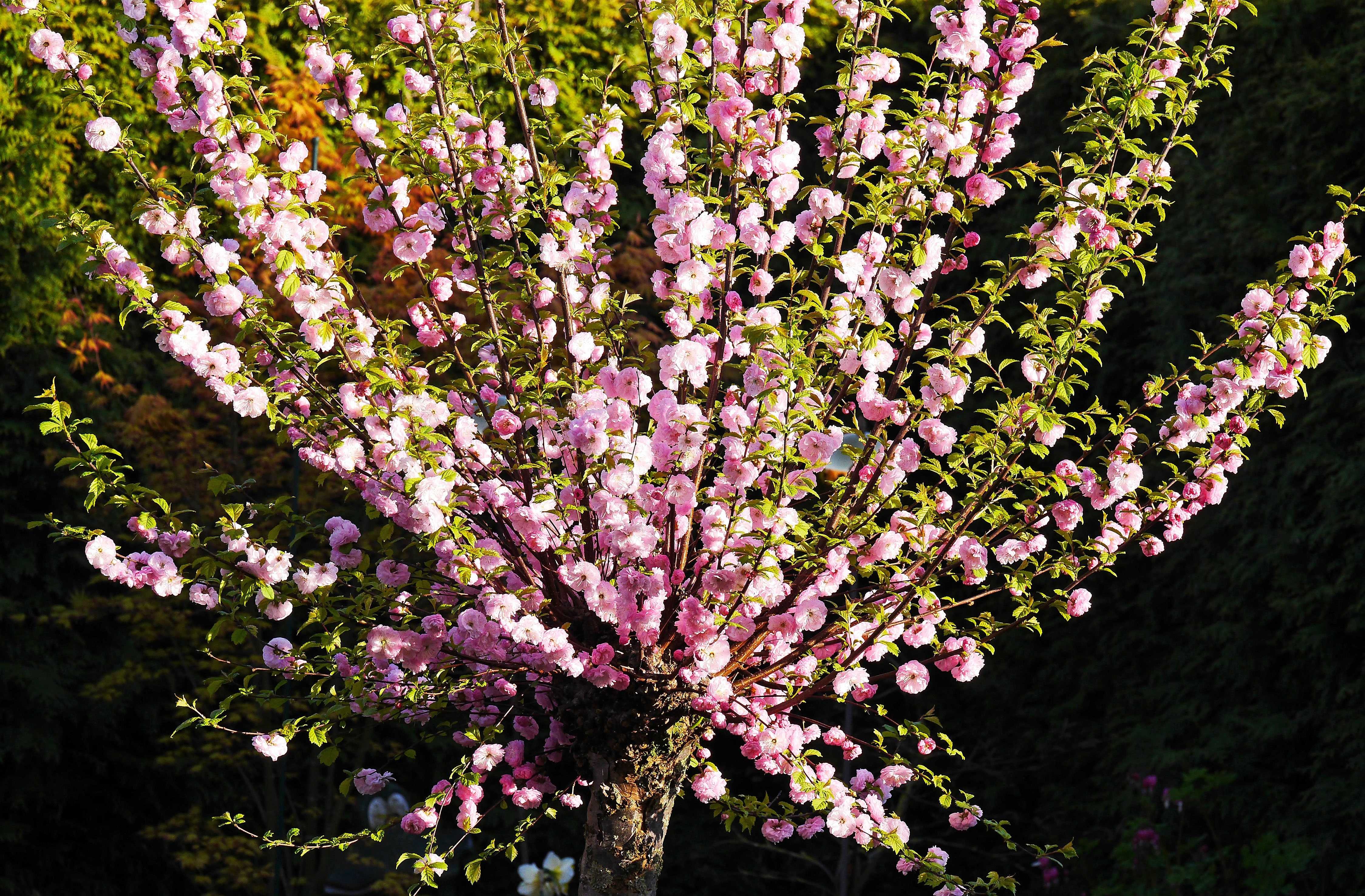 Розовые цветущие кустарники весной. Миндаль трехлопастный луизеания. Миндаль трилоба. Луизеания (миндаль трехлопастный, Сакура). Миндаль Прунус трилоба.