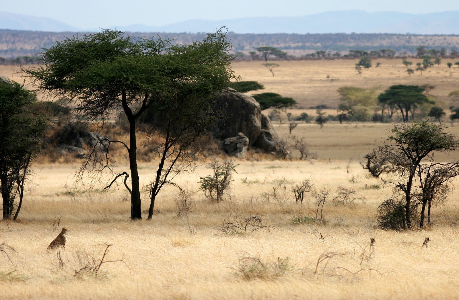 Какие в редколесьях животные. Национальный парк Серенгети в Африке. Парк Серенгети Саванна. Теуантепек Саванна. Серенгети национальный парк рельеф.