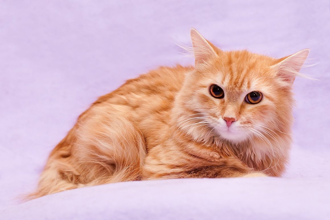 Включи рыжик. Ангорская Сибирская кошка рыжая. Сибирская кошка рыжая короткошерстная. Сибирская кошка рыжая длинношерстная. Сибирский кот короткошерстный рыжий.