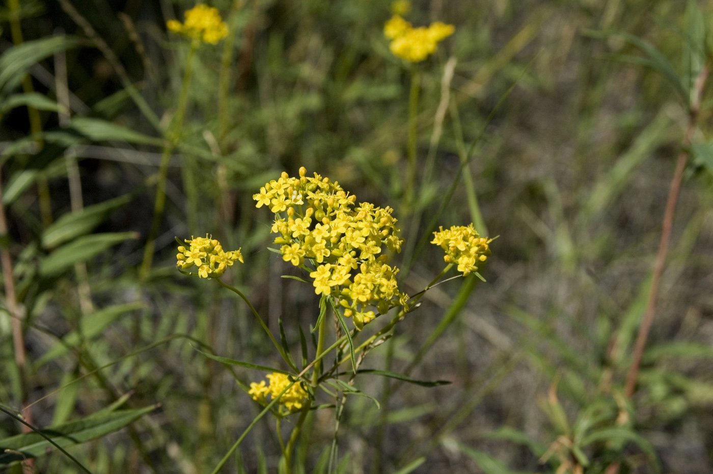 Патриния скальная. Patrinia rupestris. Патриния скабиозолистная. Патриния Сибирская.