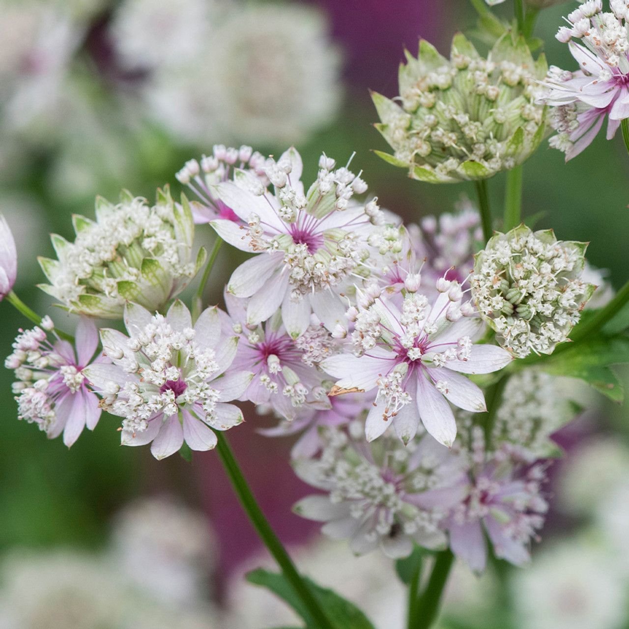 Astrantia ROMA срезка