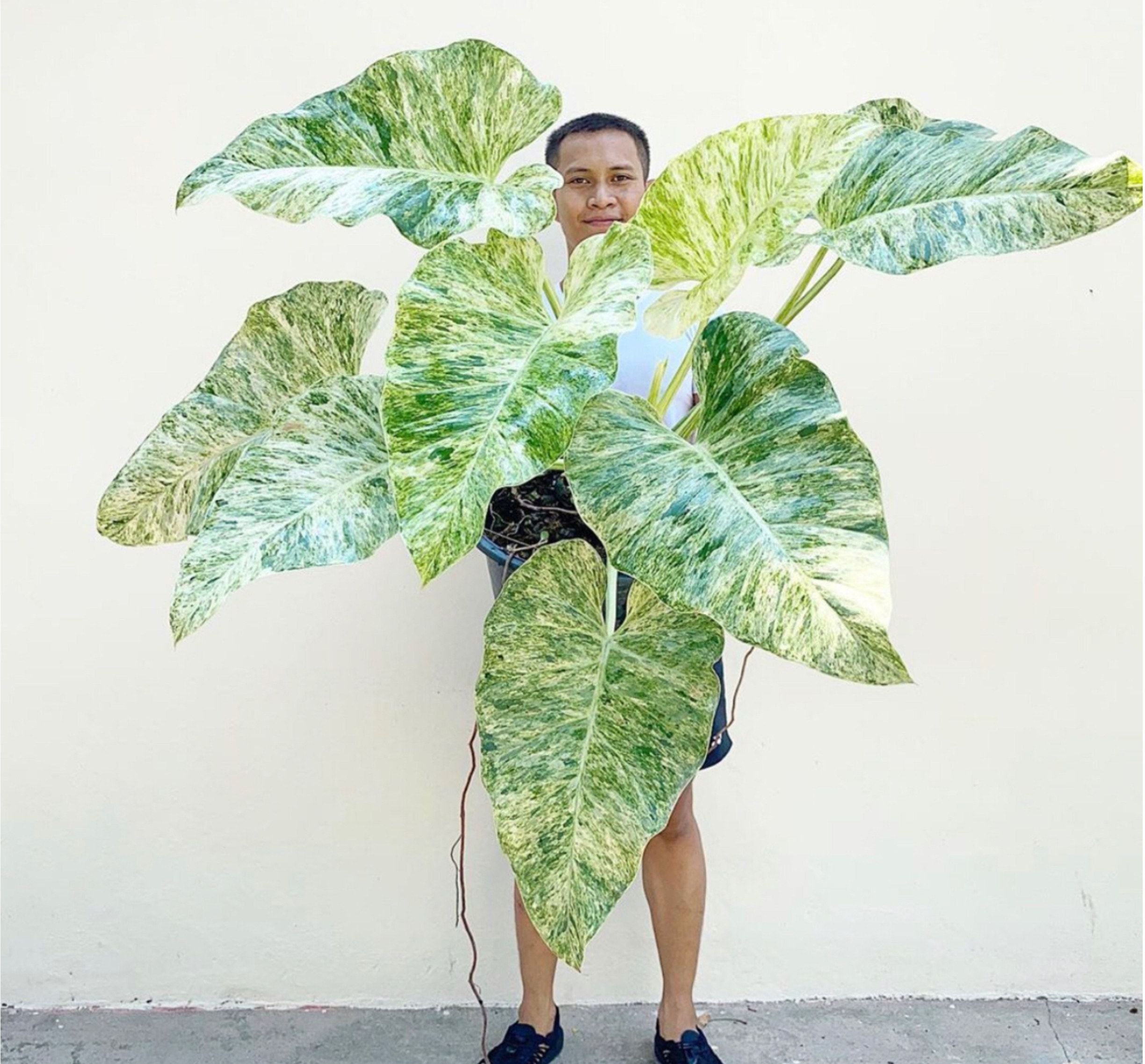 Фото взрослого растения. Филодендрон giganteum variegata. Филолендрон гигантеуи вар. Филодендрон Гигантеум. Филодендрон Гигантеум вариегатный.