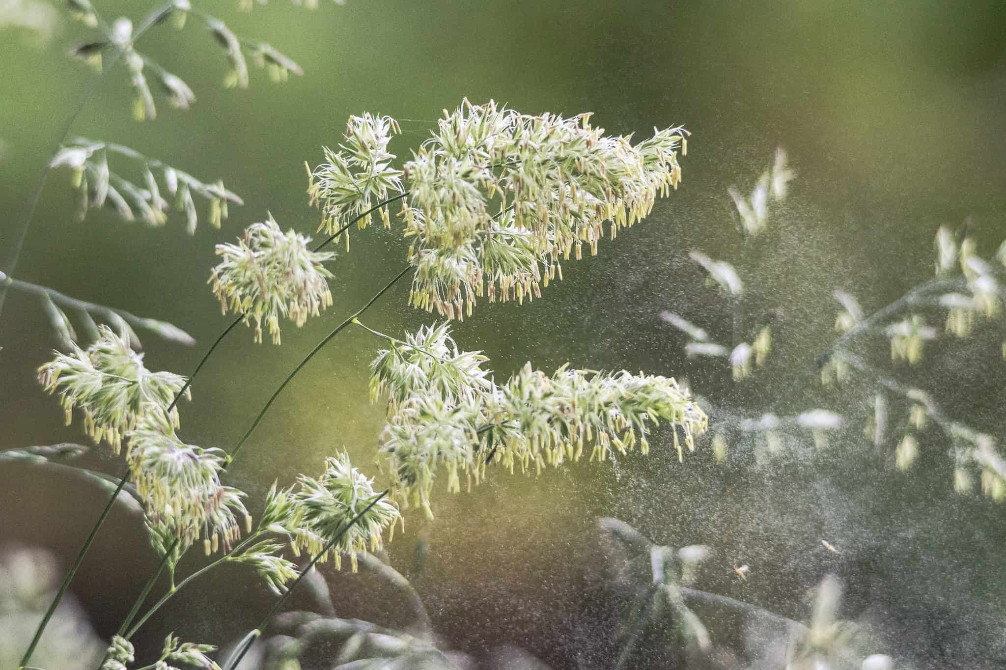 Пыльца в лесу. Пыльца травы. Тикун трава пыльца. Тикун трава фото. Пыльца у травы Чипчак.