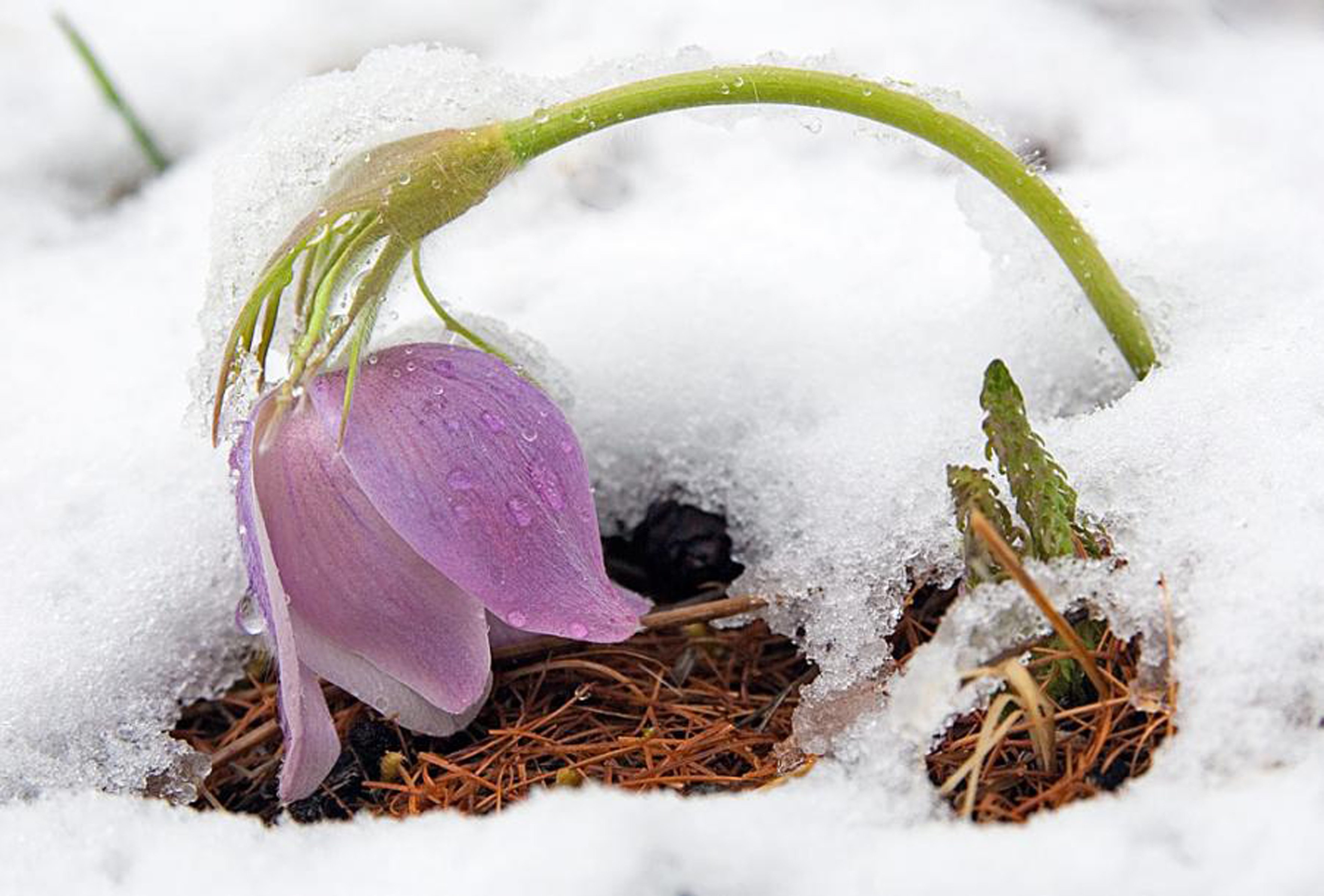 Доброе весеннее утро со снегом. Голубенький чистый Подснежник цветок. Подснежники в снегу. Цветы из под снега.