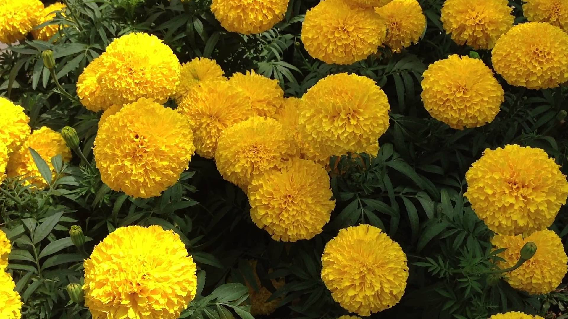 Marigold Edible Flowers