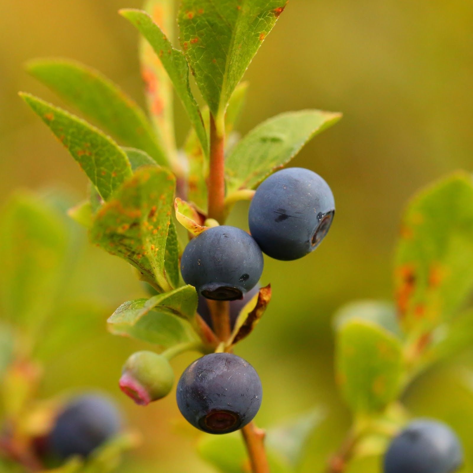 Голубика осенью. Huckleberry ягода.