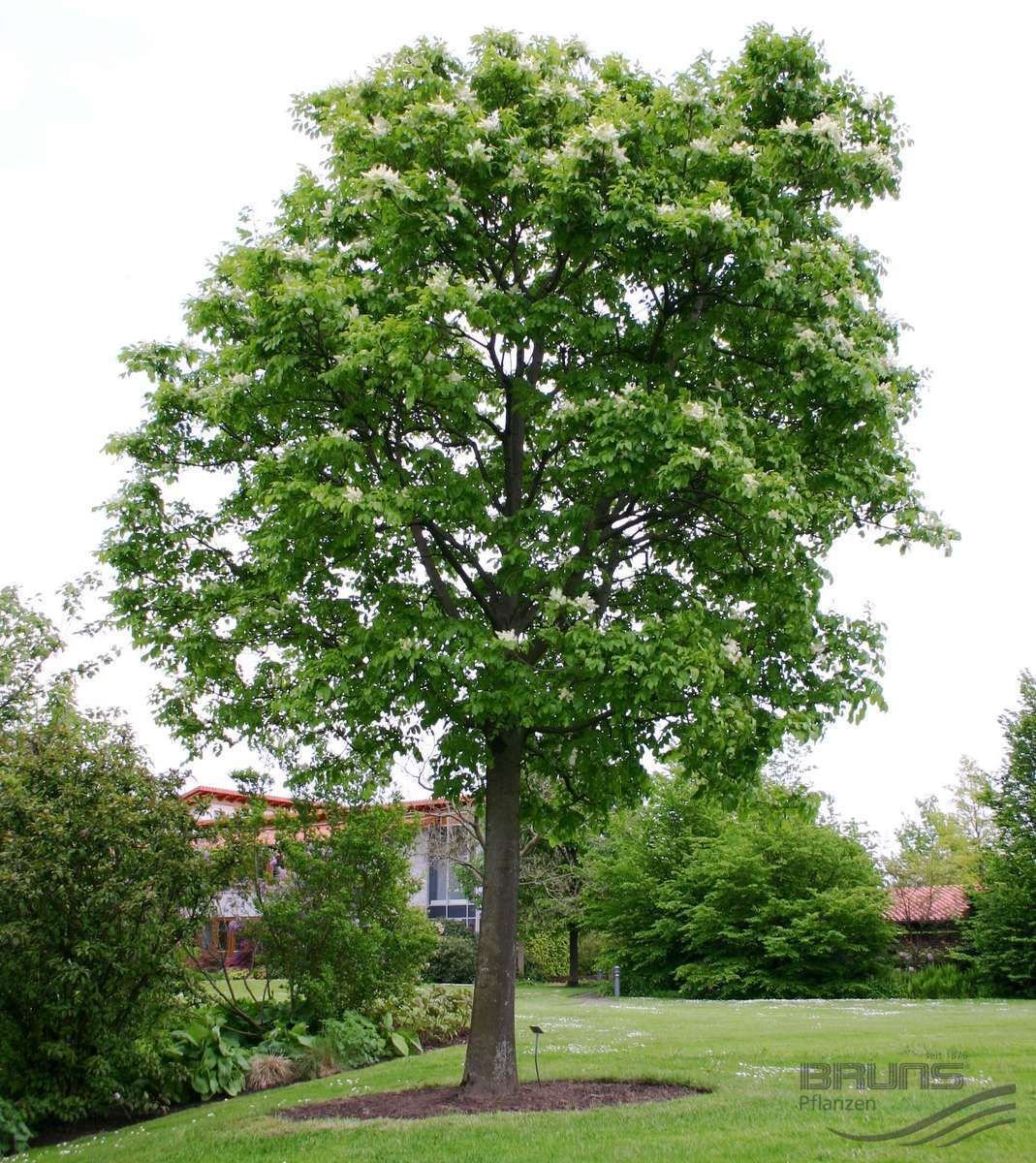 Ясень. Ясень пенсильванский Fraxinus pennsylvanica. Ясень обыкновенный Fraxinus Excelsior. Ясень манновый. Ясень обыкновенный Fraxinus Excelsior Nana.