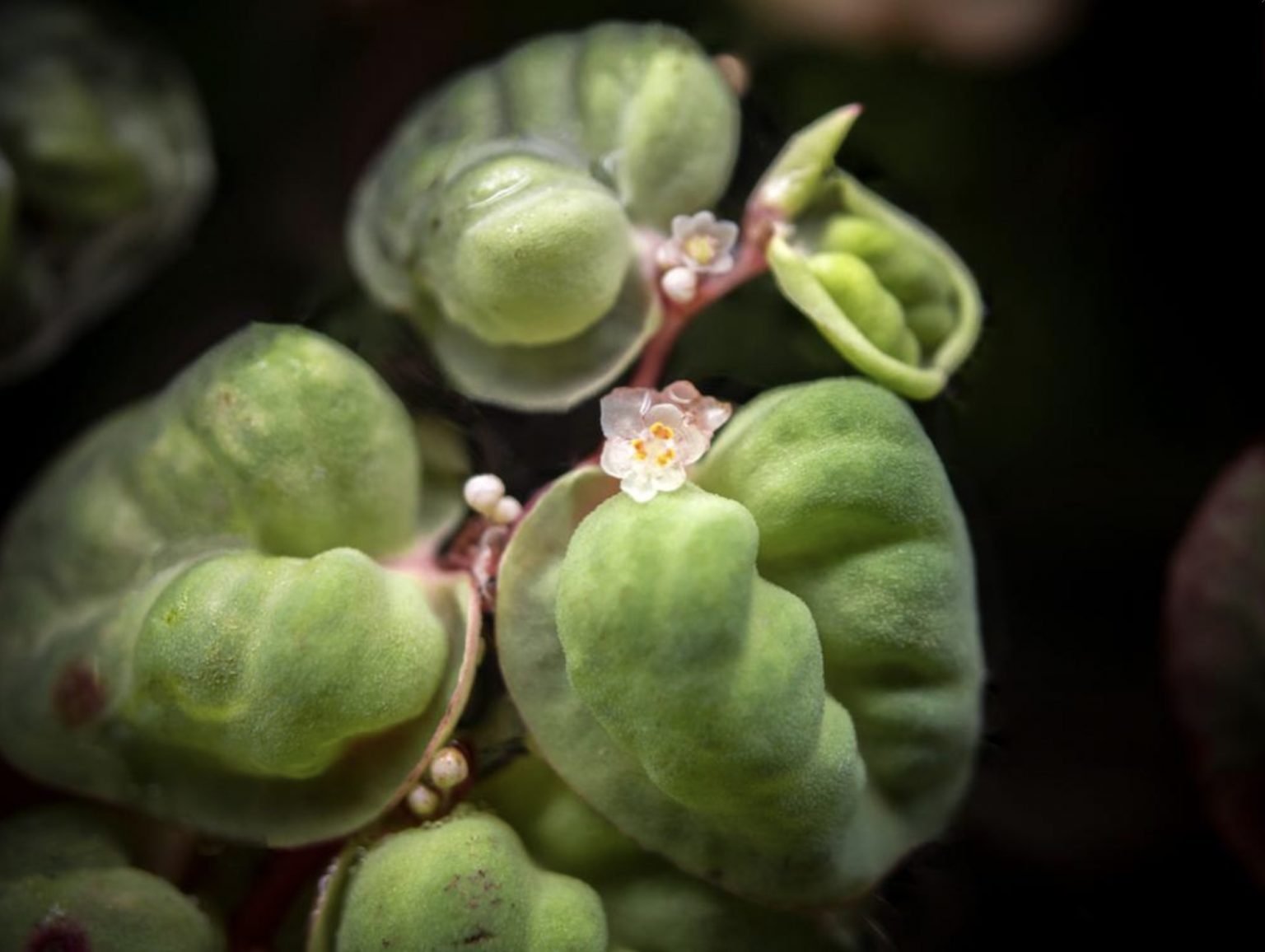 Филантус. Филлантус плавающий (Phyllanthus Fluitans). Филлантус аквариумное. Филлантус мирабилис. Риччиокарпус.