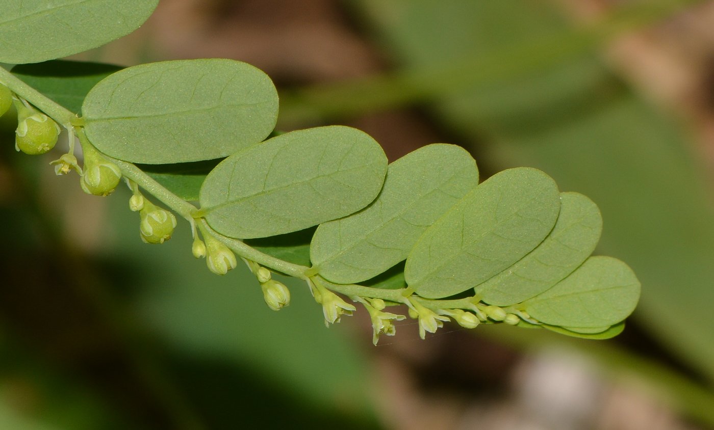 Филантус. Филлантус филлокладии. Филлантус плавающий (Phyllanthus Fluitans). Филлантус мирабилис. Phyllanthus flexuosus.