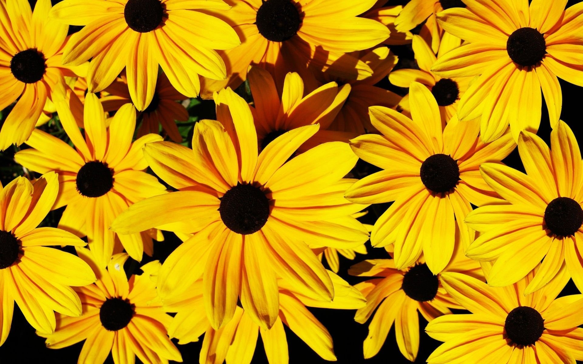 Лета желтая с черным. Жёлтый цветок. Желто черный. Чёрно-жёлтые цветы. Черно желтые цветы.