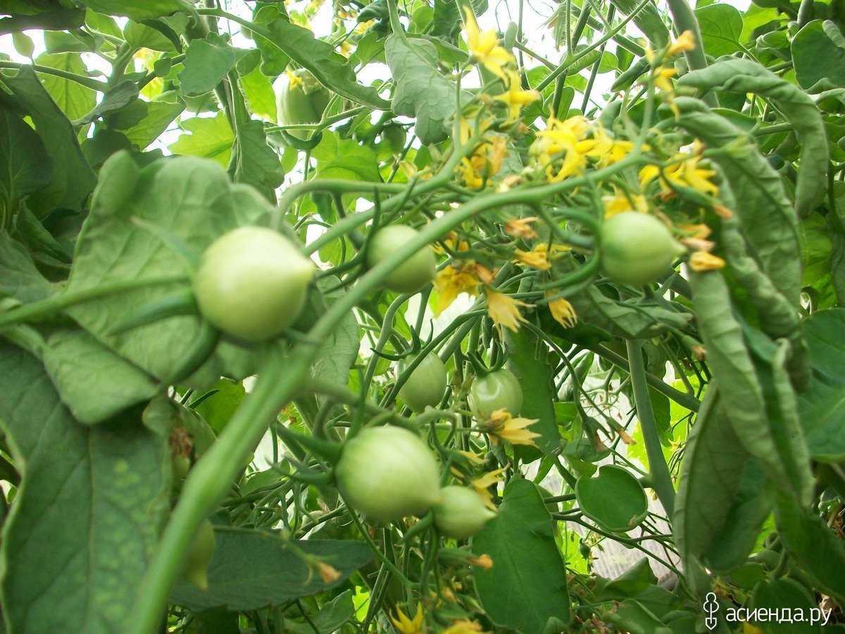 Цветение томатов в теплице. Помидор растение. Куст помидора. Цветение томатов. Цветущий куст помидоры.