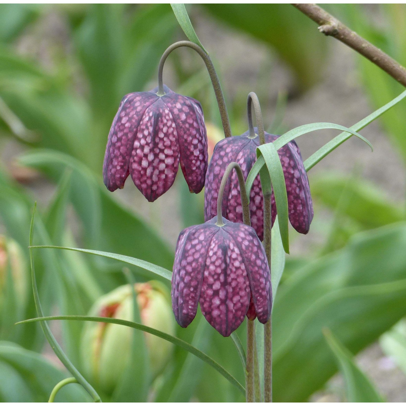 Рябчик шахматный Fritillaria meleagris