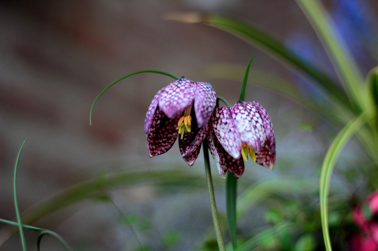 Рябчик шахматный Fritillaria meleagris