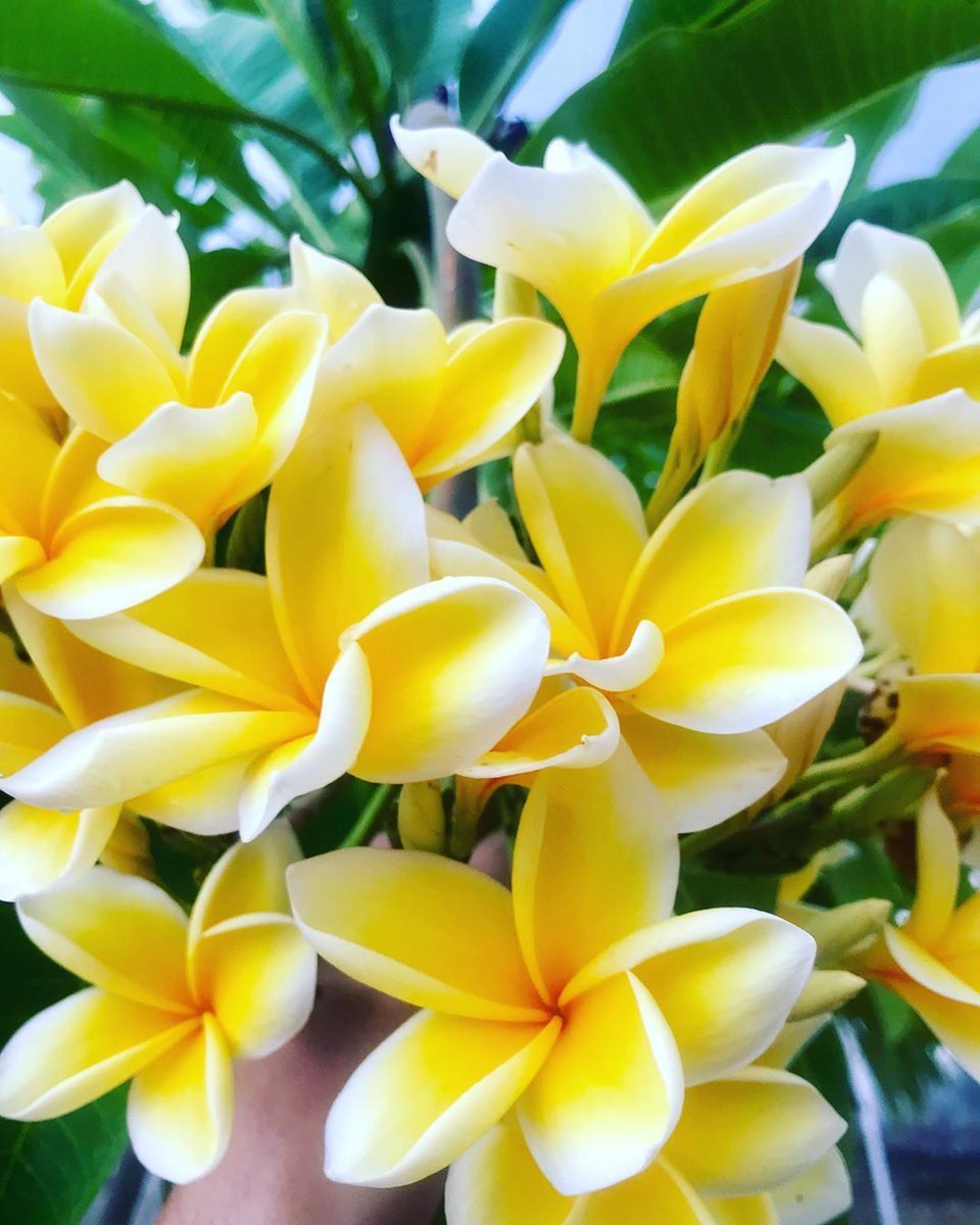 Плюмерия Plumeria d12 h20