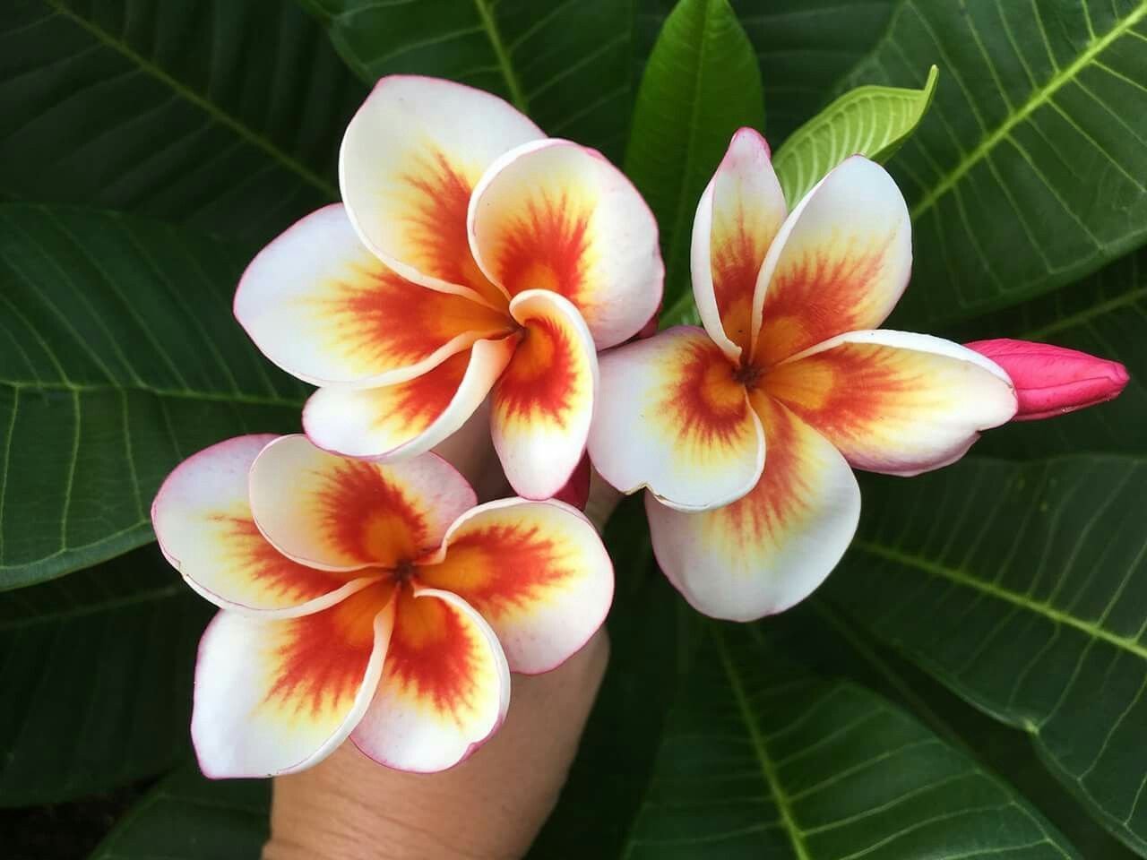 Франжипани Цветок