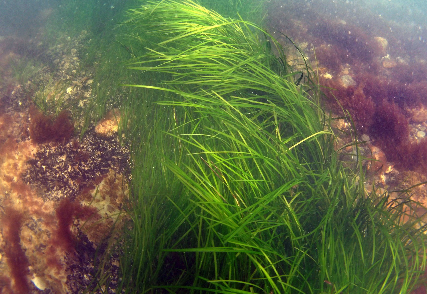 Морские травы и водоросли