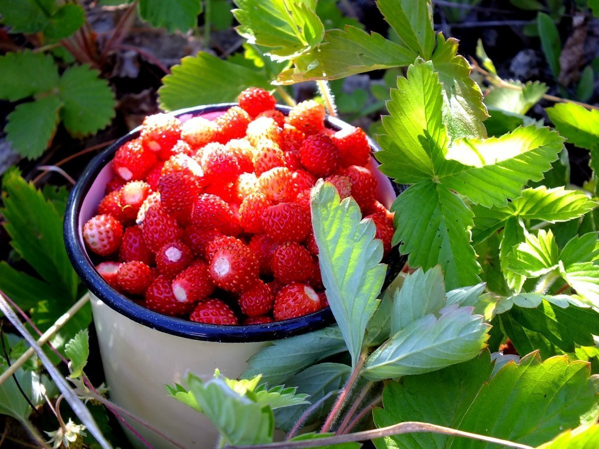 Клубника Лесная мускатная