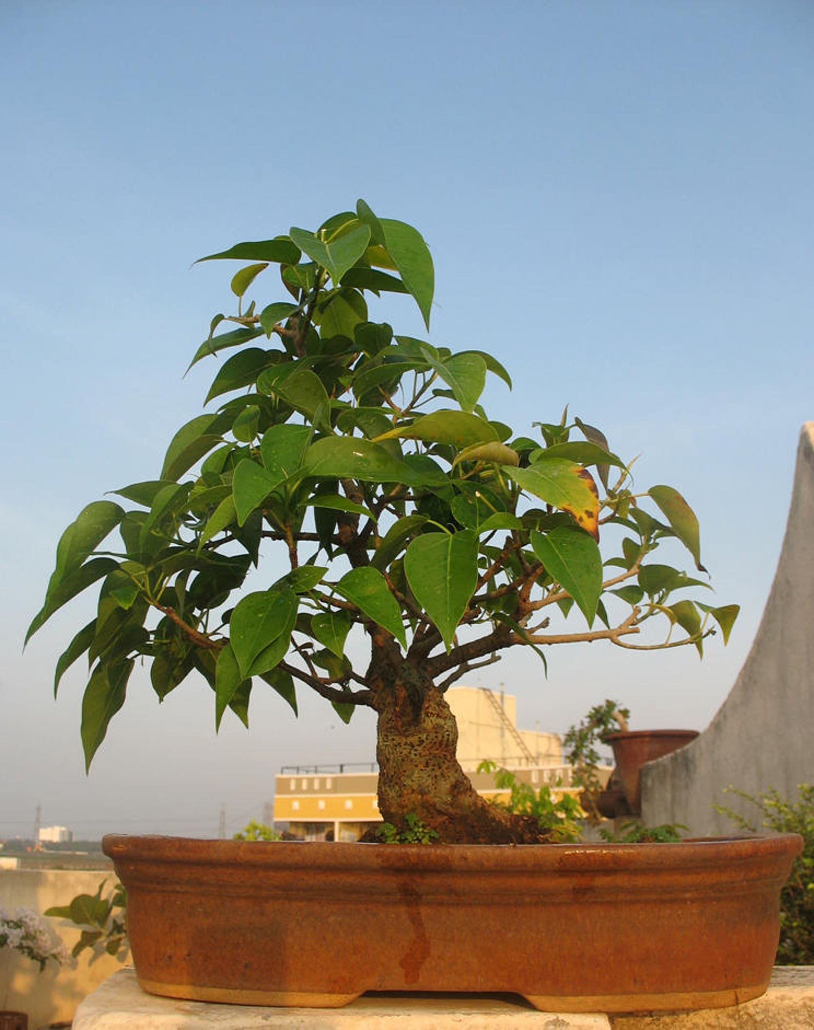 Ficus religiosa бонсай