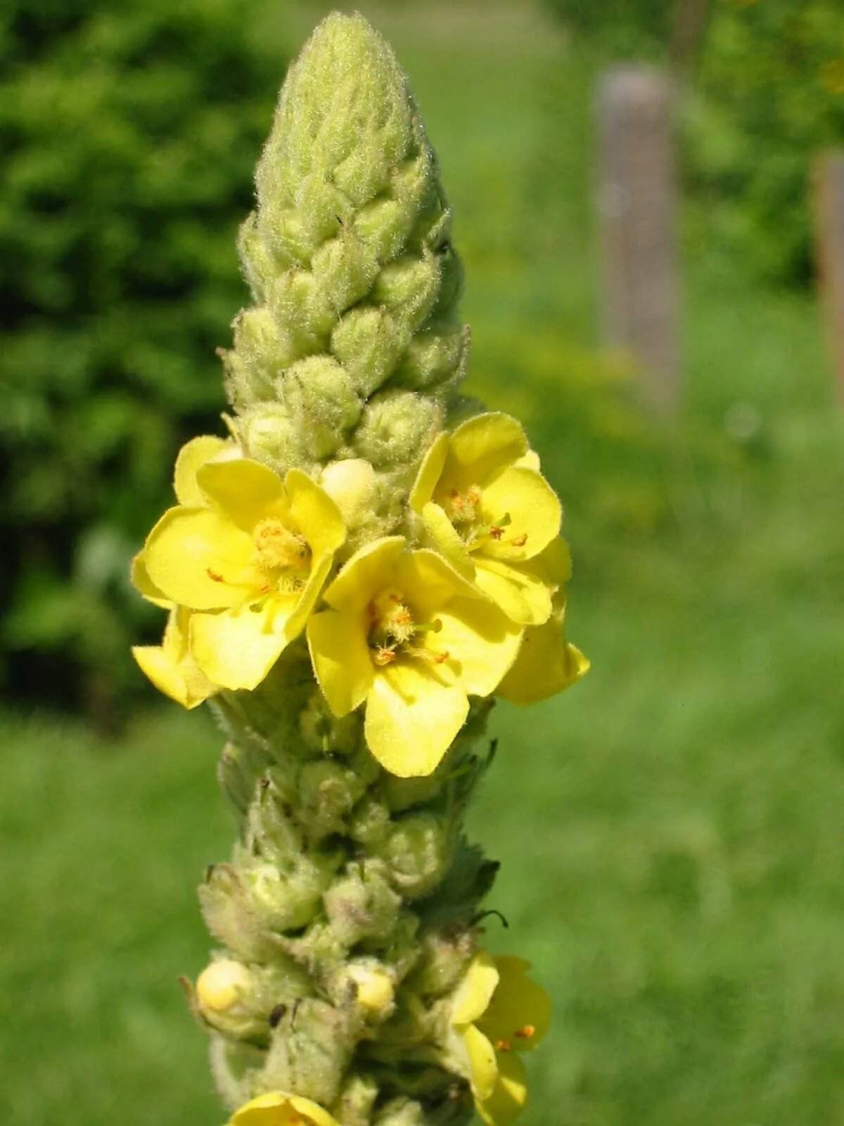 Медвежьи ушки. Коровяк Царский скипетр. Verbascum Thapsus коровяк обыкновенный. Коровяк обыкновенный Медвежье ухо. Медвежье ушко Вербаскум.