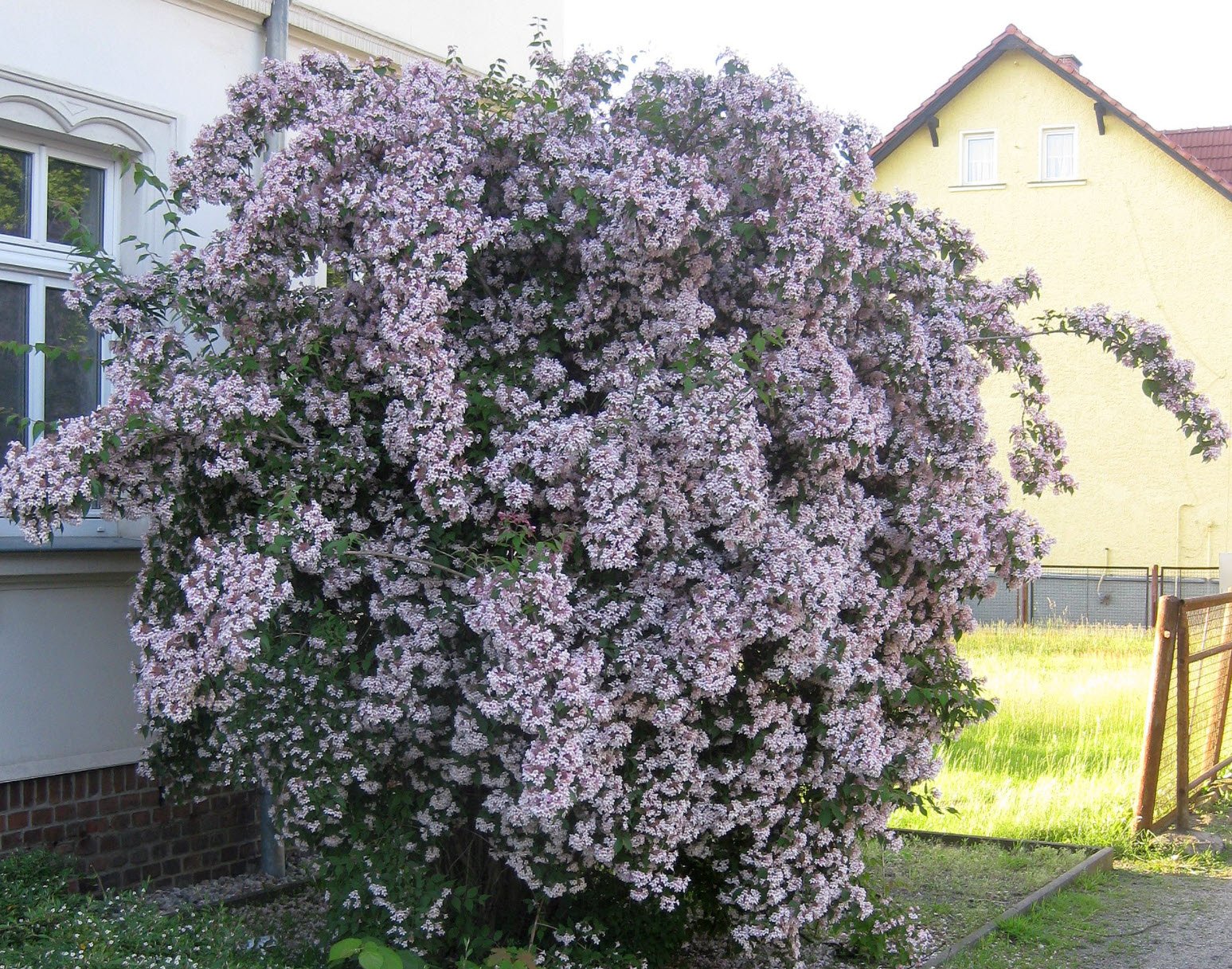 Кустарник кольквиция фото